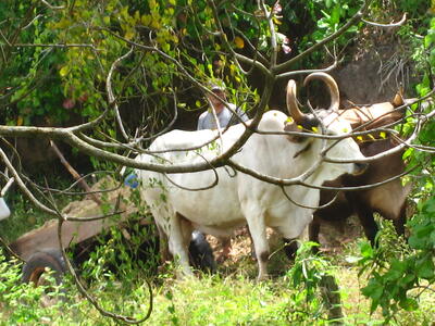 Oxen