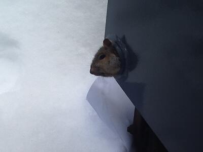 Photo of Squirrel