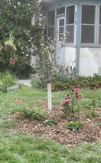 Trunk protection on a crabapple tree planted at a Habitat home