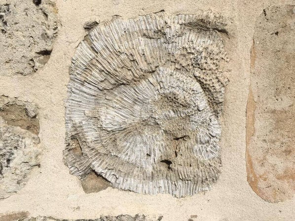 A close-up of a coral fossil.