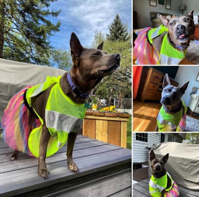 A brown dog wearing a a pink yellow and blue tutu, and a yellow safety vest.