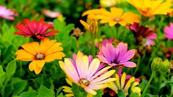 Pink and yellow flowers by Leigh Patrick at Pexels