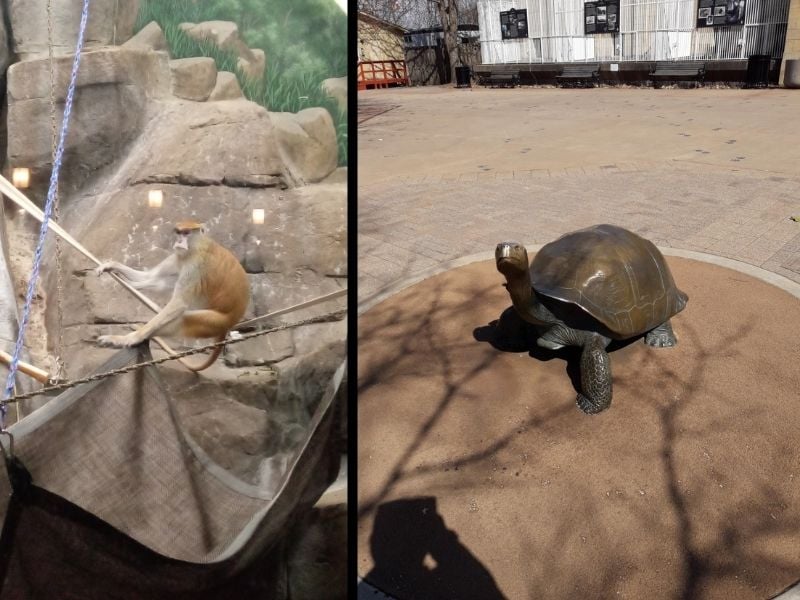 A Patas Monkey and a bronze statue of a tortoise.