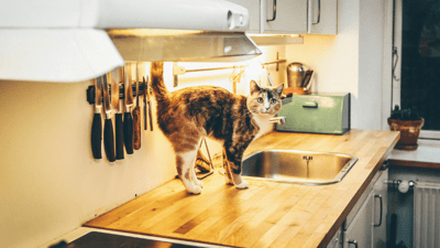 A calico cat on a wooden counter.