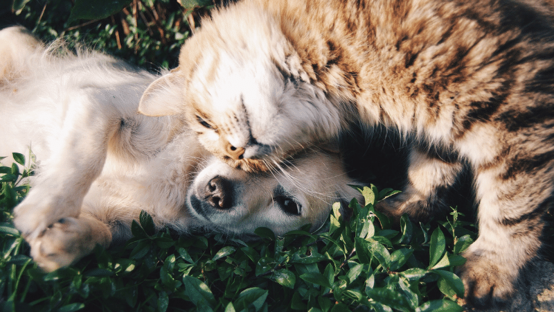 A white puppy and a tabby kitten snuggling.