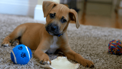 A brown and white puppy with two ball toys and a chew hide.