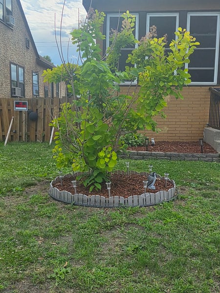 Young tree in front yard.