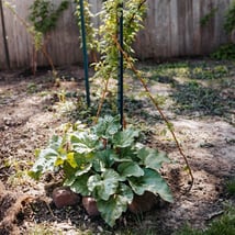 Raspberry plants in Anne's backyard.