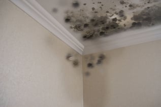 Ceiling with mold spots