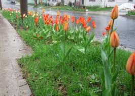 Integrated into grassy boulevard