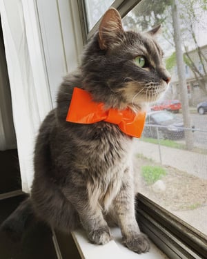 A cat wearing an orange bow tie.