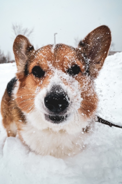 A corgi in the snow.