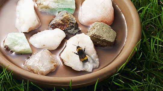 Stones and water in a shallow bowl, with a bee sitting on a stone.