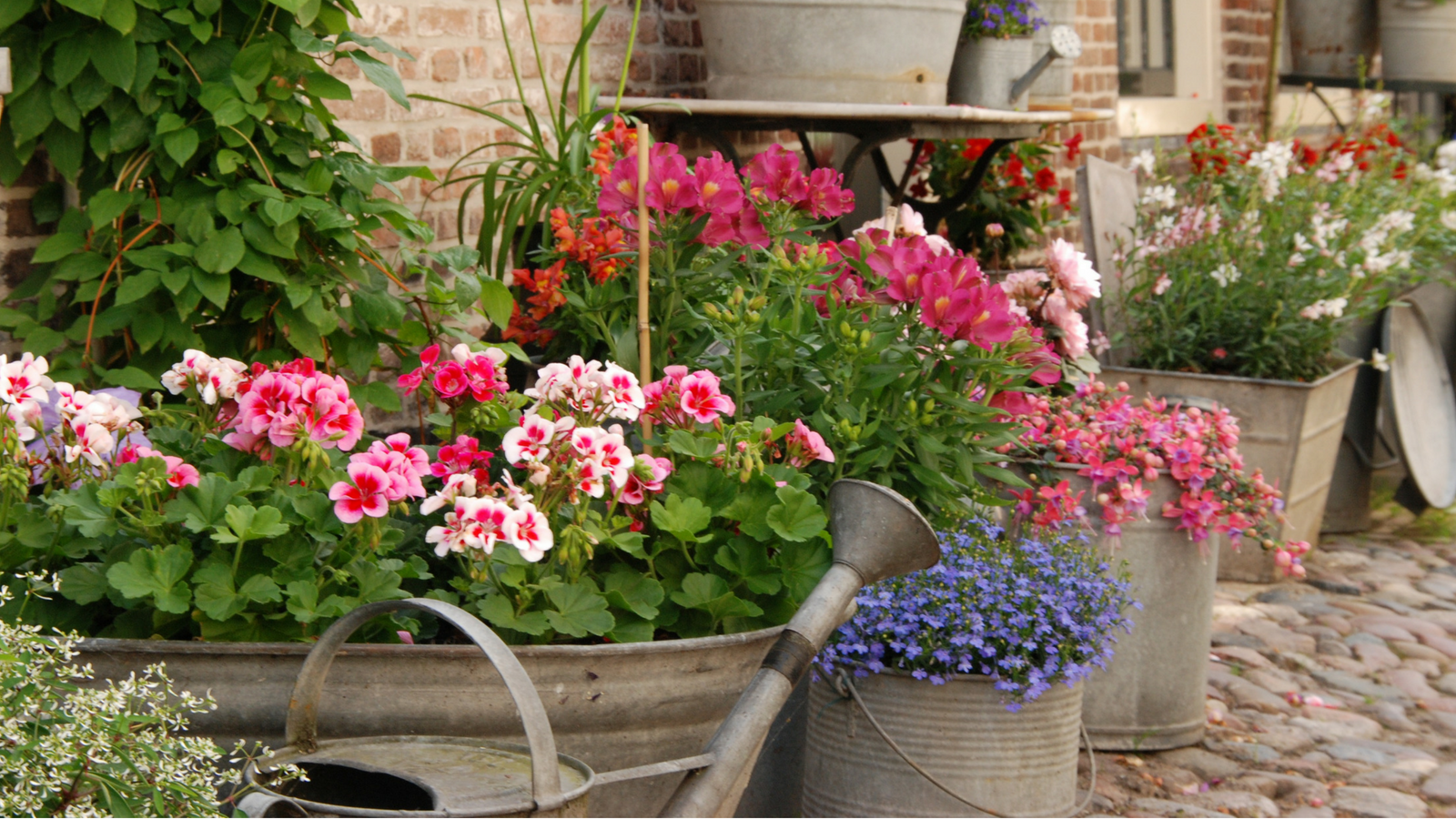 DIY planters metal buckets and watering cans