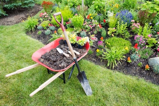 A wheelbarrow filled with dirt and gardening tools in front of a colorful garden.