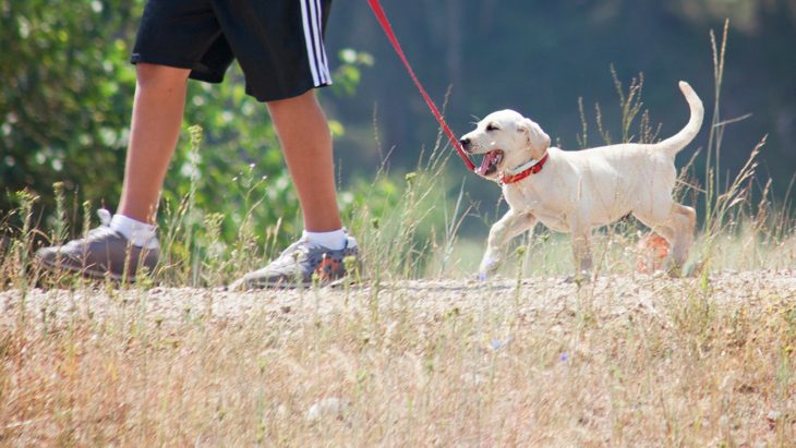 A young labrador puppy being walked on a path.