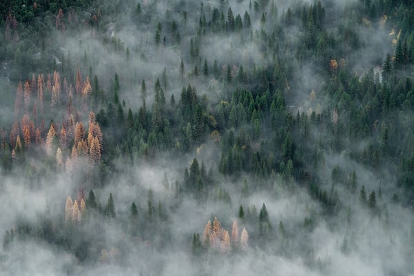 Overhead view of pine trees and smoke.