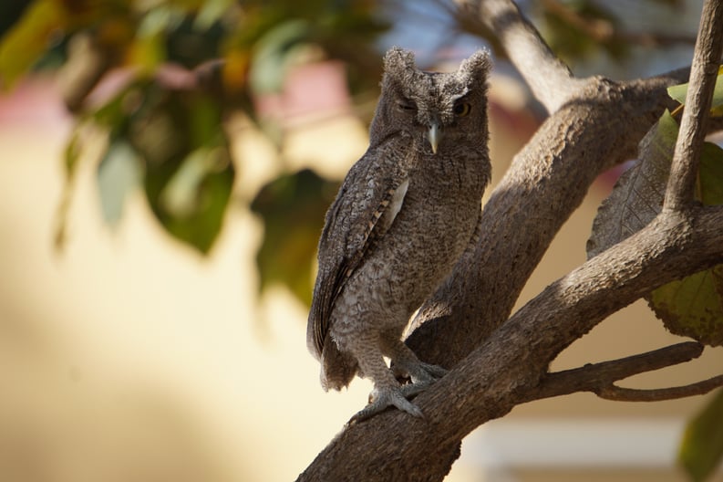 photo of an owl keeping one eye on the crew