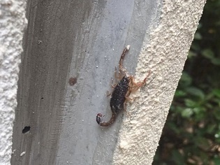 spackled scorpion photo