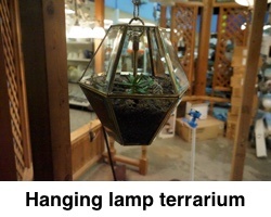 Hanging_lamp_terraium_with_caption