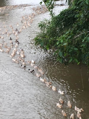 Vietnam 